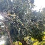 Pandanus utilisПлод