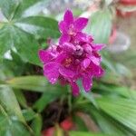 Spathoglottis unguiculata Blomst