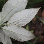 Arachnothryx buddleioides Φύλλο