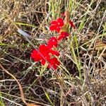 Striga asiatica Flower