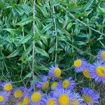 Erigeron speciosus Yaprak
