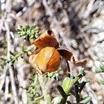 Fumana ericoides Fruit