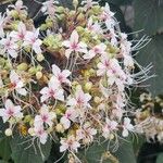 Clerodendrum infortunatum Květ