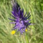 Phyteuma betonicifolium Flor