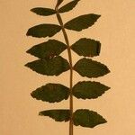 Rhus coriaria Otro