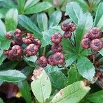 Chimaphila umbellata Blomma