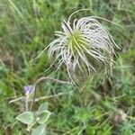 Clematis hirsutissima 花