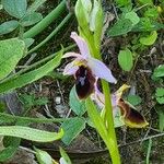 Ophrys lunulata Kvet