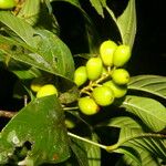 Quiina macrophylla Fruct