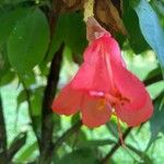 Lapageria rosea Blüte