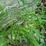 Leersia virginica Leaf