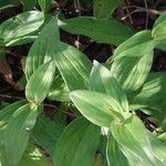 Tricyrtis formosana Hoja