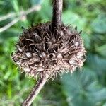 Marrubium vulgare Fruit