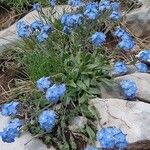 Myosotis nemorosa Flor