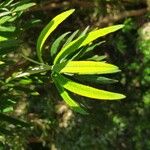 Buddleja loricata Leaf