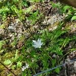 Zephyranthes atamasco Blüte