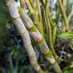 Dendrobium fimbriatum چھال