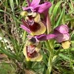 Ophrys tenthrediniferaFlower