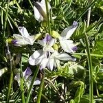 Astragalus alpinus 花
