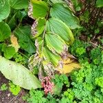 Maianthemum racemosum Blatt
