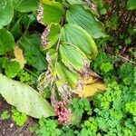 Maianthemum racemosum Leaf