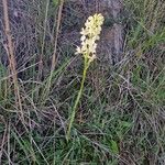 Orchis provincialis Fleur