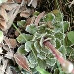 Saxifraga paniculata Blad