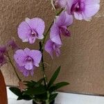 Dendrobium bigibbum Flower