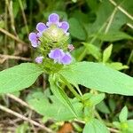 Prunella vulgarisFlower