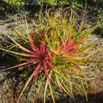 Fascicularia bicolorLapas