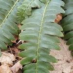 Polystichum acrostichoides ഇല