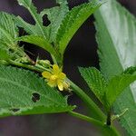 Corchorus tridens Агульны выгляд