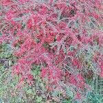 Cotoneaster horizontalis Habitat