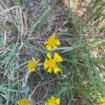 Helenium amarum Kvet