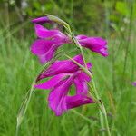 Gladiolus palustris Blüte