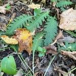 Pedicularis canadensis Folio