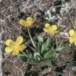 Ranunculus glaberrimus Hábitos