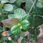 Barleria repens Leaf