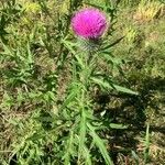 Cirsium vulgareКвітка