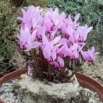 Cyclamen rohlfsianum Flor