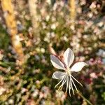 Oenothera lindheimeriКвітка