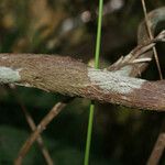 Erica arborescens Kora