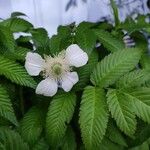 Rubus illecebrosus Fiore