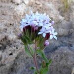 Stevia chamaedrys Flower