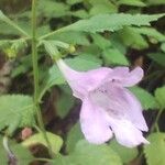 Clinopodium grandiflorumFlower