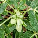 Helleborus lividus it
ssp. corsicus (Willd.) Tutin
(H. argutifolius Viv.)花