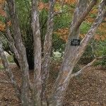 Stewartia pseudocamellia Cortiza