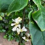 Dalbergia ecastaphyllum Kvet