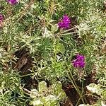 Verbena tenera Flower