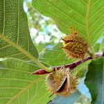 Fagus grandifolia Fruit